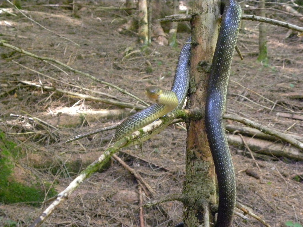 Saettone della Val Pesarina  ( Zamenis longissimus)