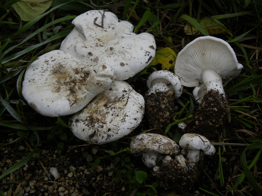 Calocybe constricta