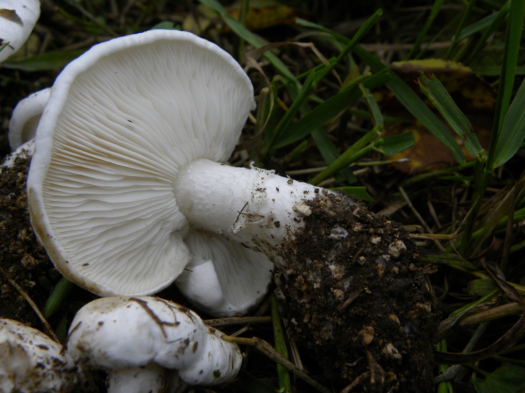 Calocybe constricta