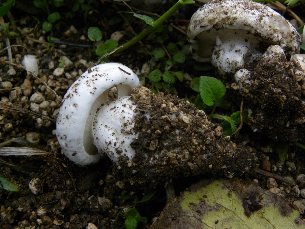 Calocybe constricta