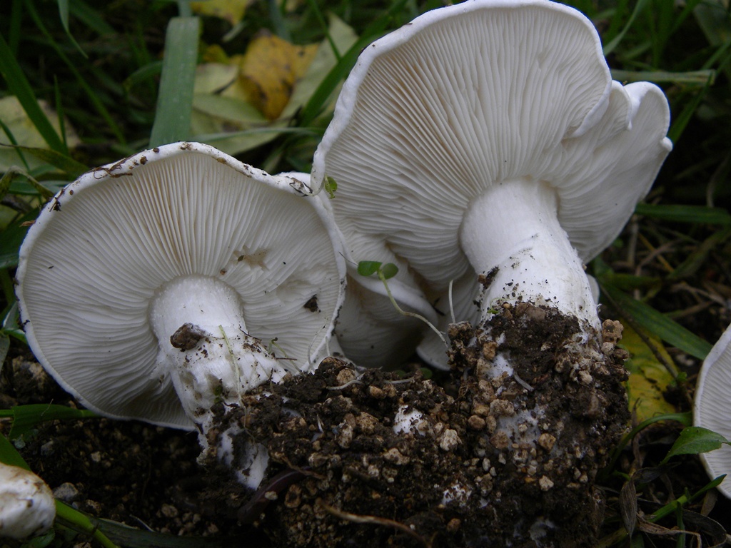 Calocybe constricta