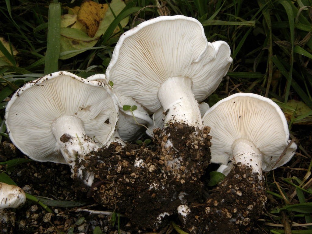 Calocybe constricta