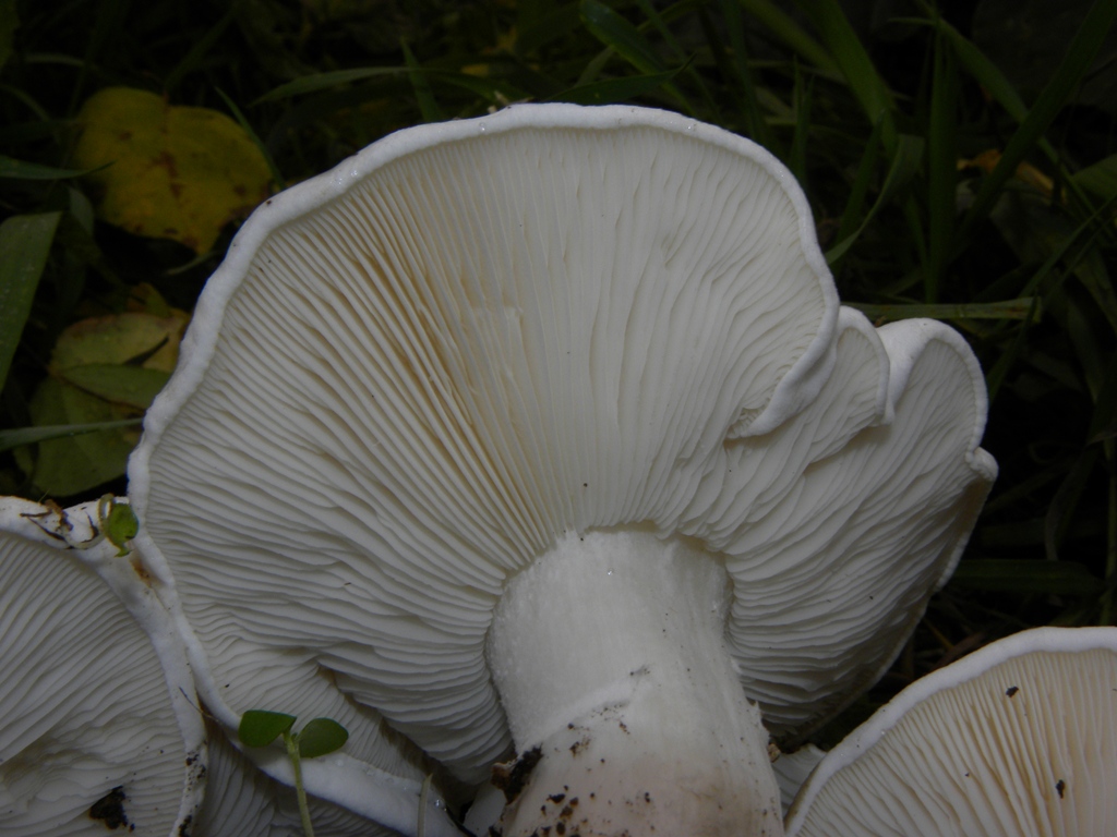 Calocybe constricta