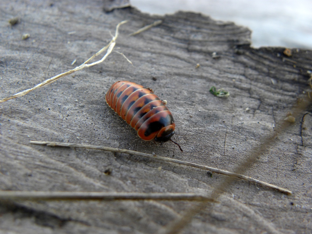 Ancora una Glomeridae da identificare.