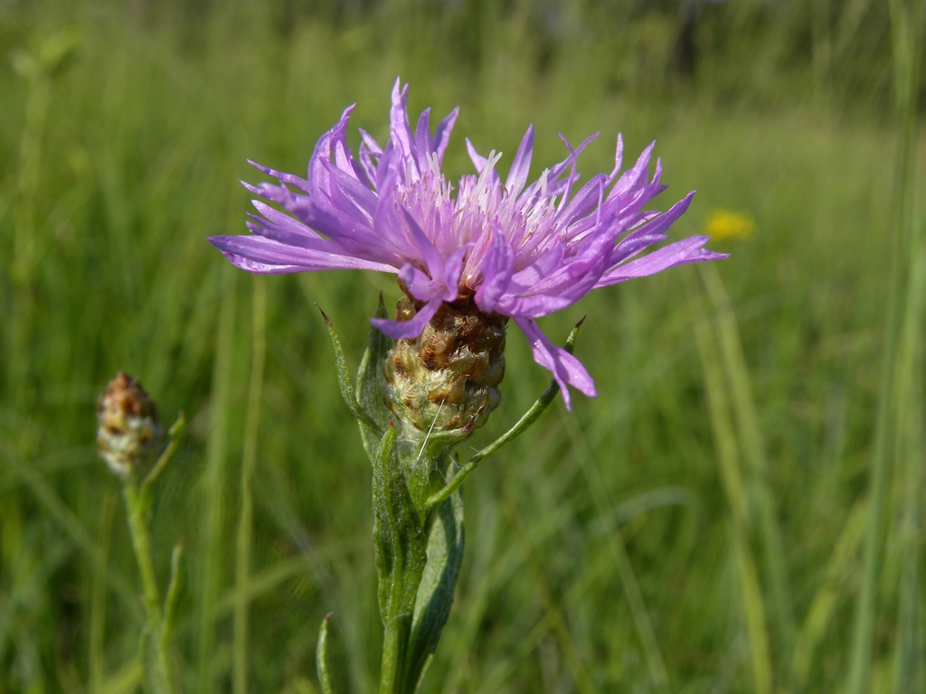 Centaurea jacea subsp. forojulensis / Centaurea friulana