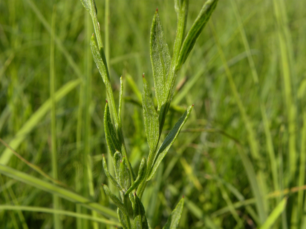 Centaurea jacea subsp. forojulensis / Centaurea friulana