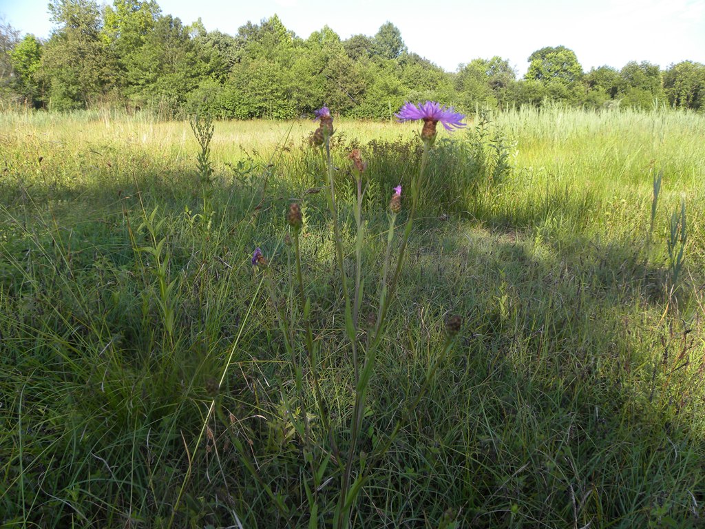 Centaurea jacea subsp. forojulensis / Centaurea friulana