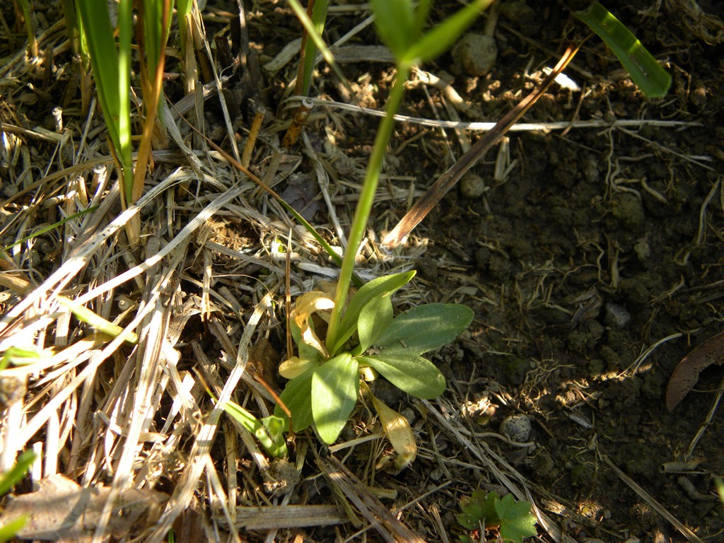 Centaurium erythraea / Centauro maggiore