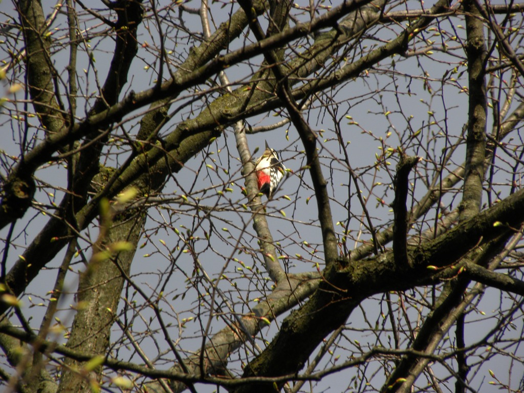 Picchio rosso Maggiore - Dendrocopos major in Digiscoping