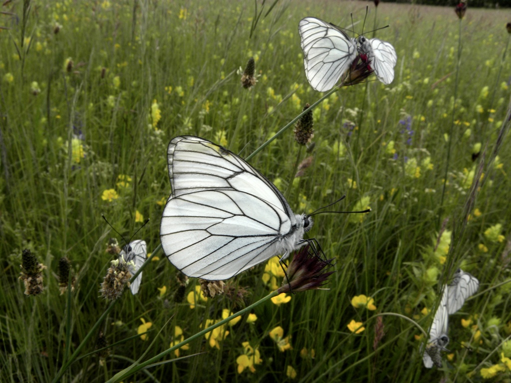 Aporia crataegi (Pieride del biancospino)