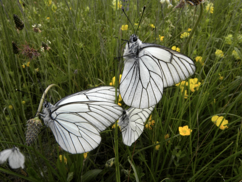 Aporia crataegi (Pieride del biancospino)