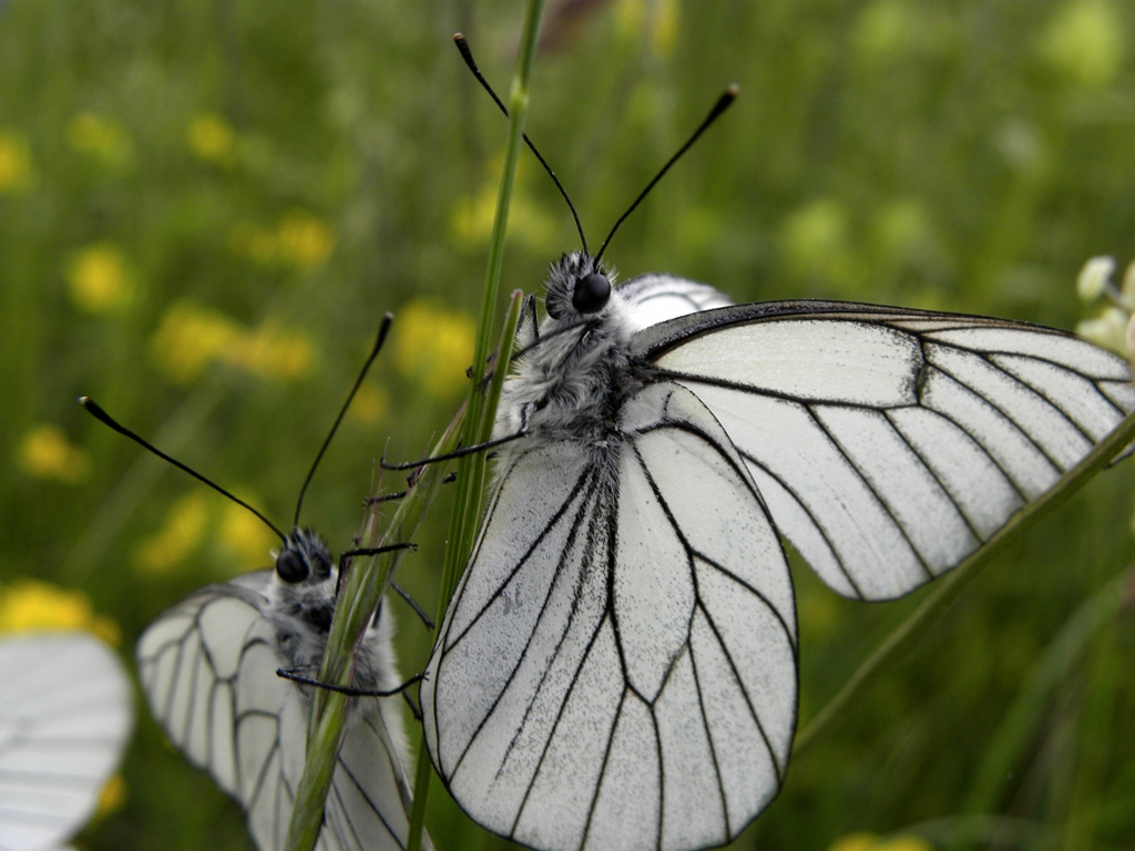 Aporia crataegi (Pieride del biancospino)