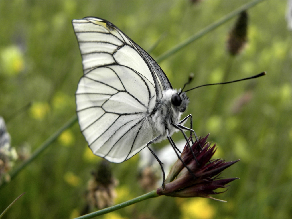 Aporia crataegi (Pieride del biancospino)