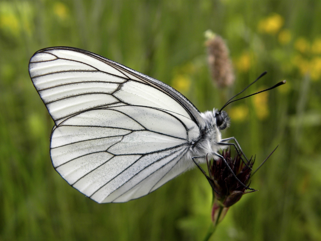 Aporia crataegi (Pieride del biancospino)