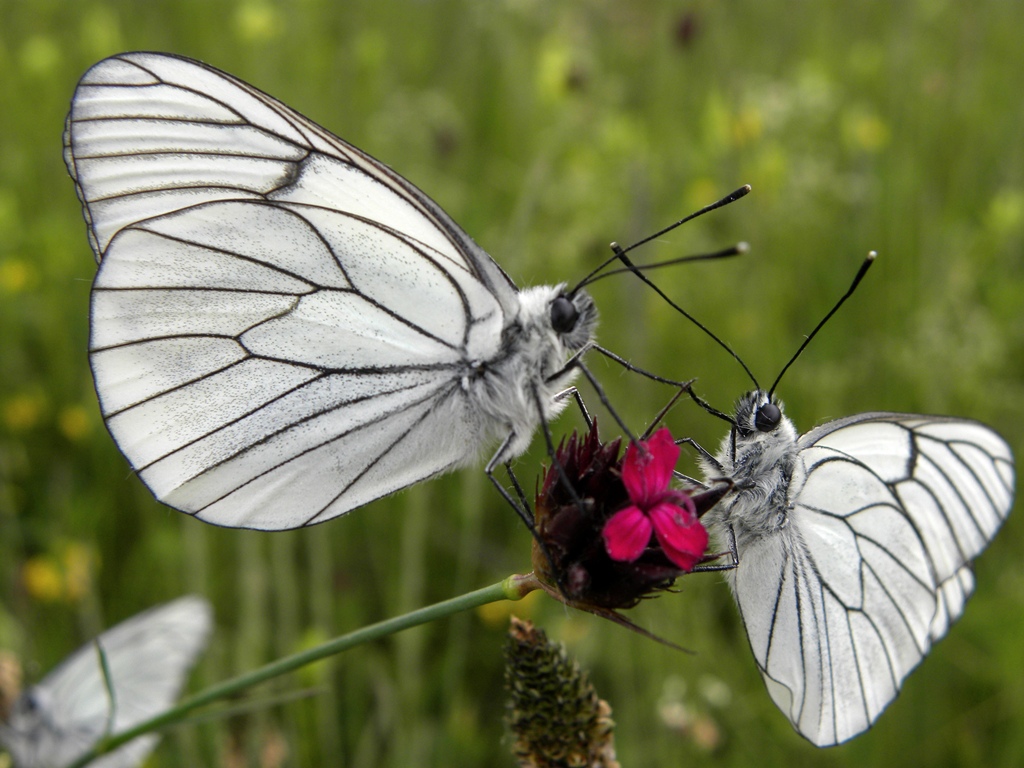 Aporia crataegi (Pieride del biancospino)