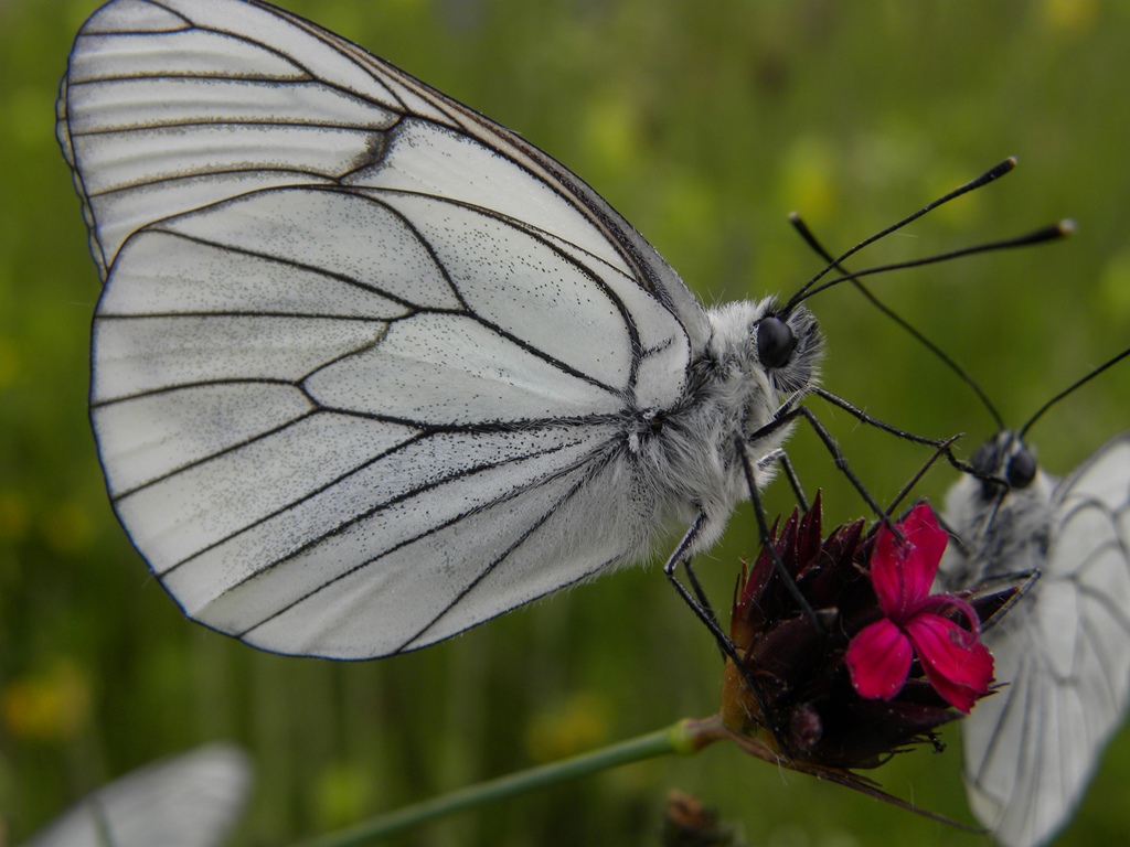 Aporia crataegi (Pieride del biancospino)