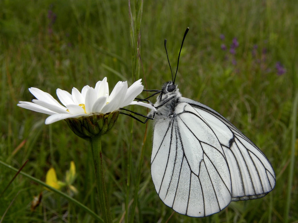 Aporia crataegi (Pieride del biancospino)