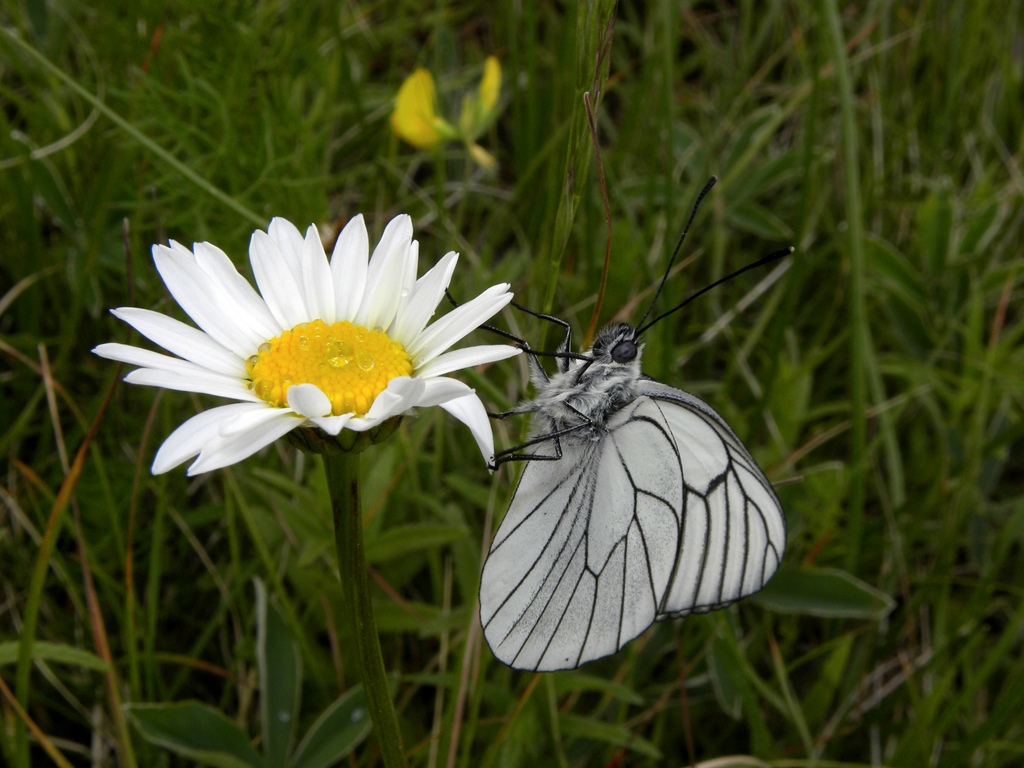 Aporia crataegi (Pieride del biancospino)