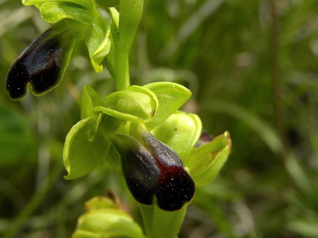 Ophrys fusca subsp. funerea