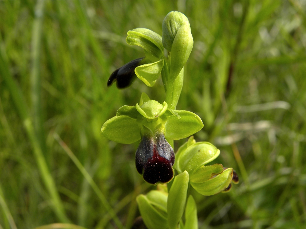 Ophrys fusca subsp. funerea