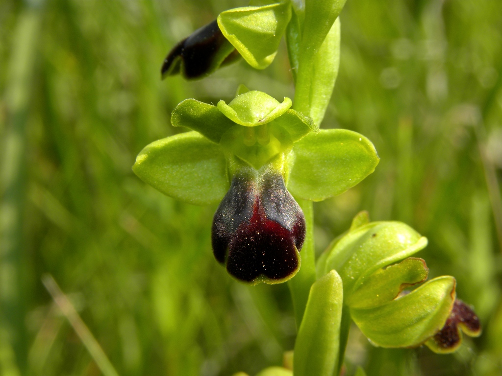 Ophrys fusca subsp. funerea