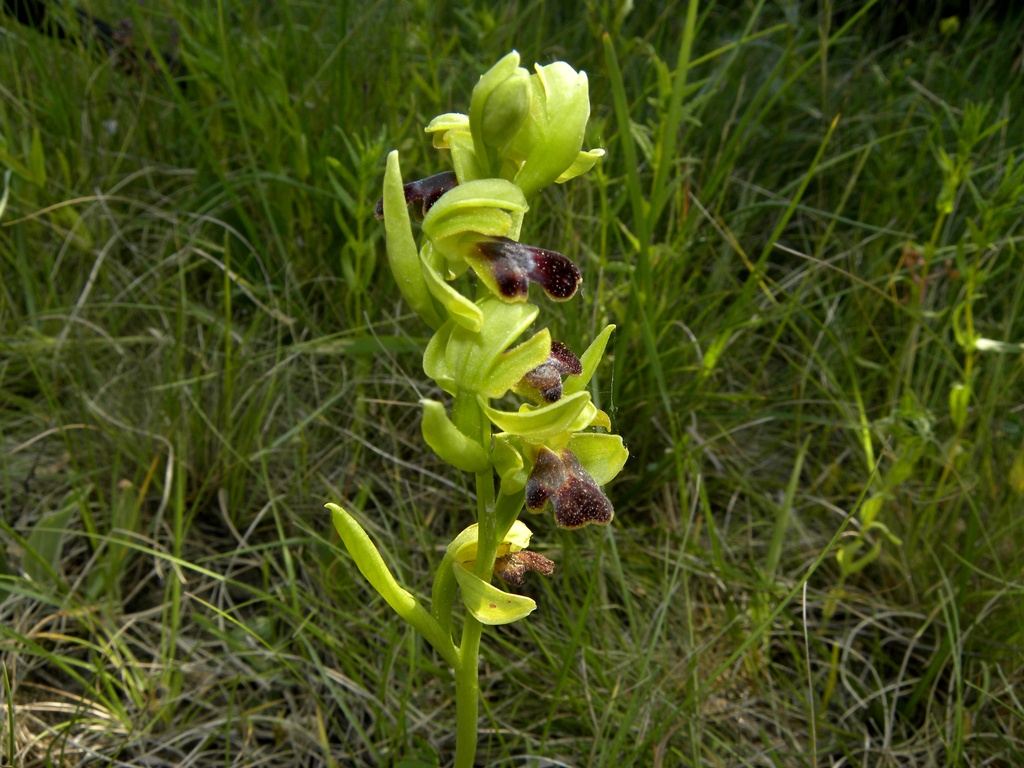 Ophrys fusca subsp. funerea