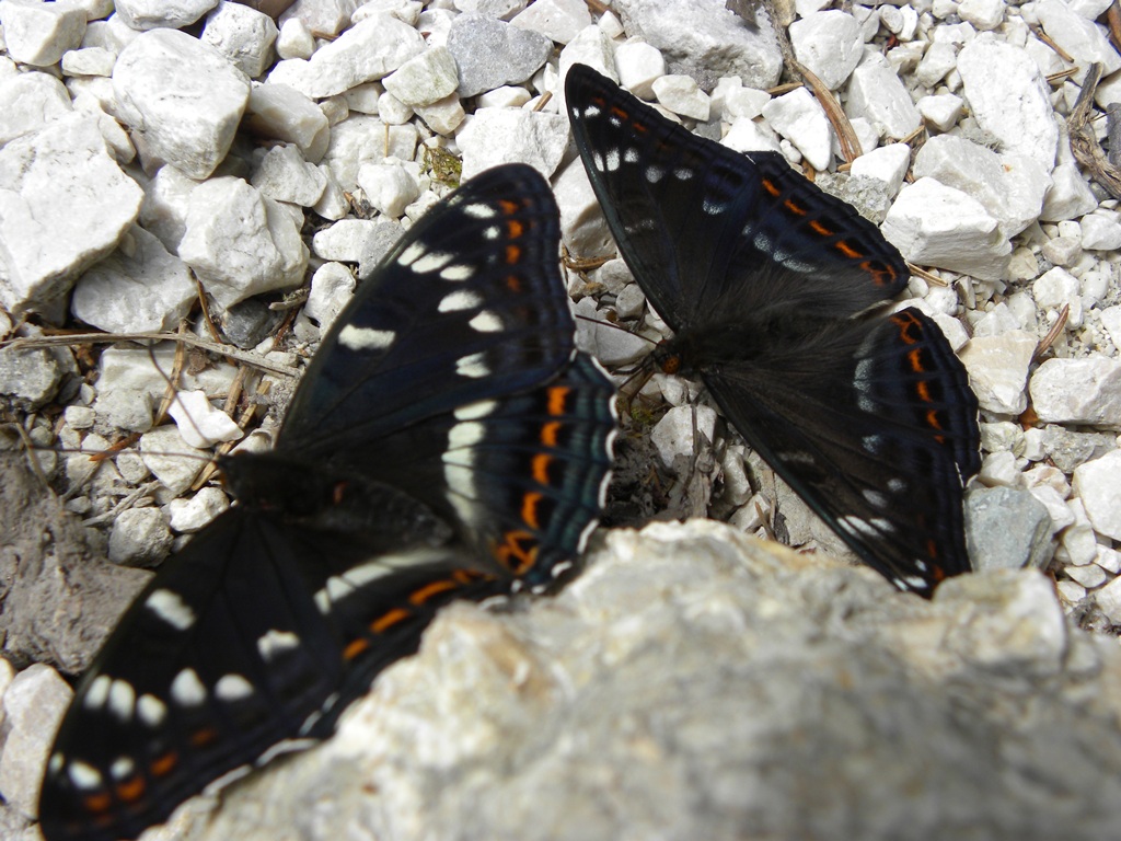 Quale farfalla? - Val Pesarina (UD)