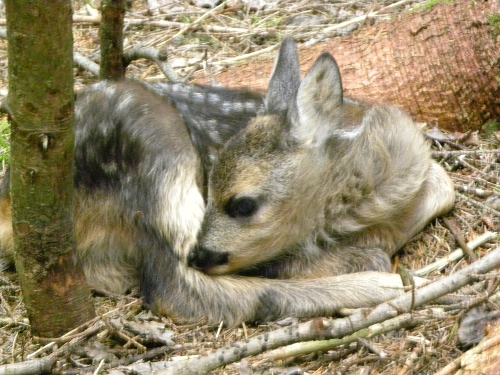 NON TOCCATE I PICCOLI UNGULATI!