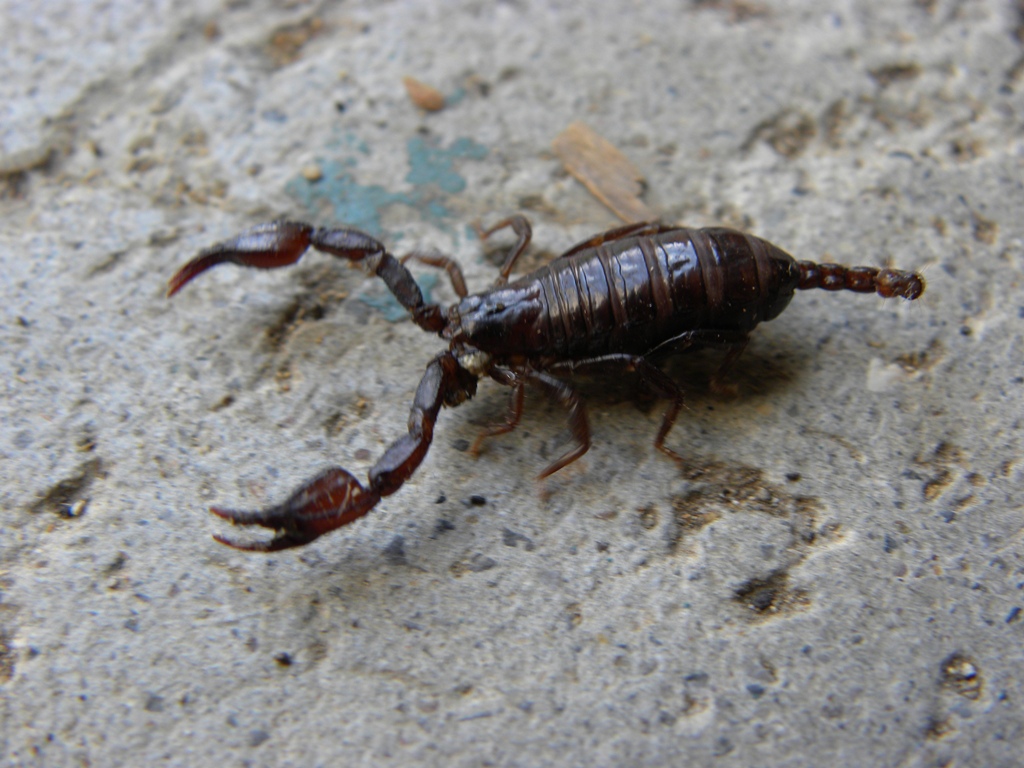 Euscorpius cf. germanus dalla Val Pesarina (UD)