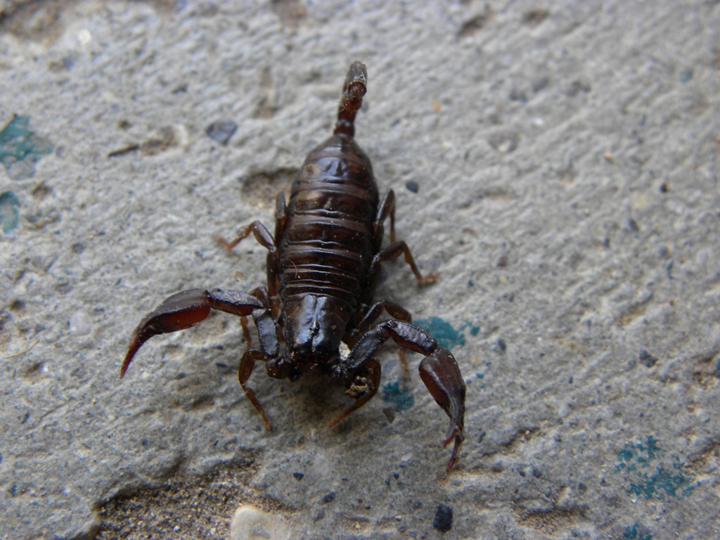 Euscorpius cf. germanus dalla Val Pesarina (UD)