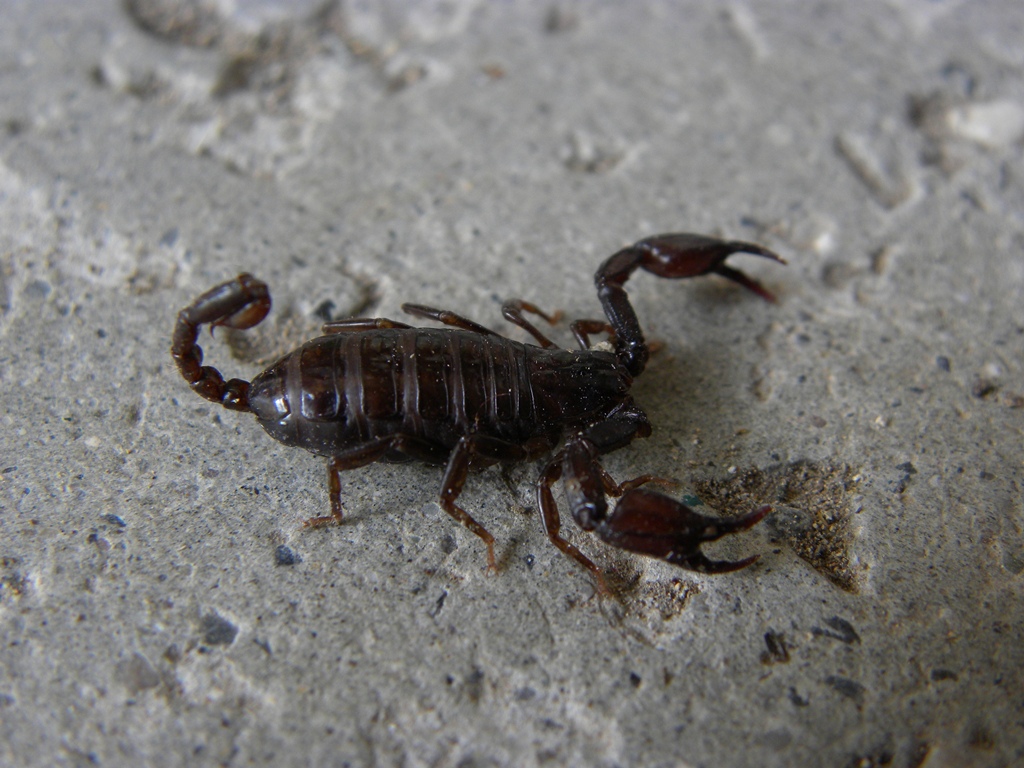 Euscorpius cf. germanus dalla Val Pesarina (UD)