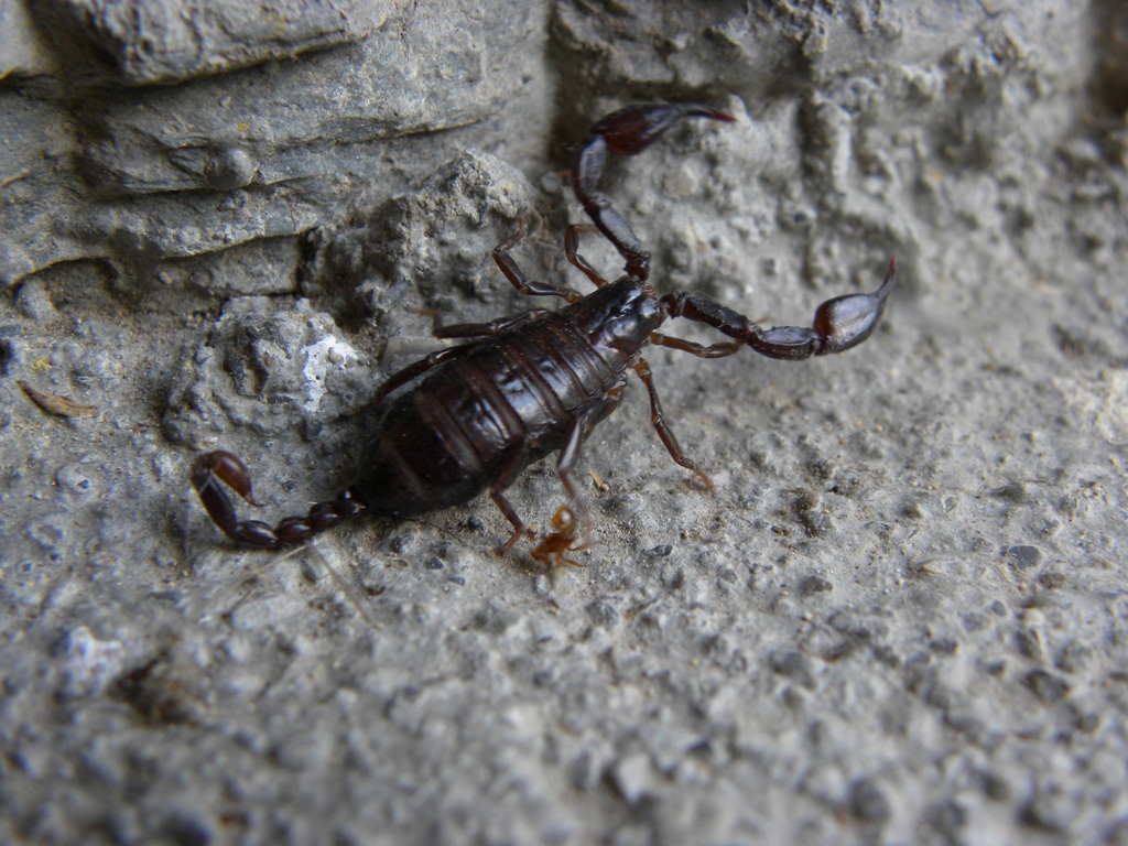 Euscorpius cf. germanus dalla Val Pesarina (UD)