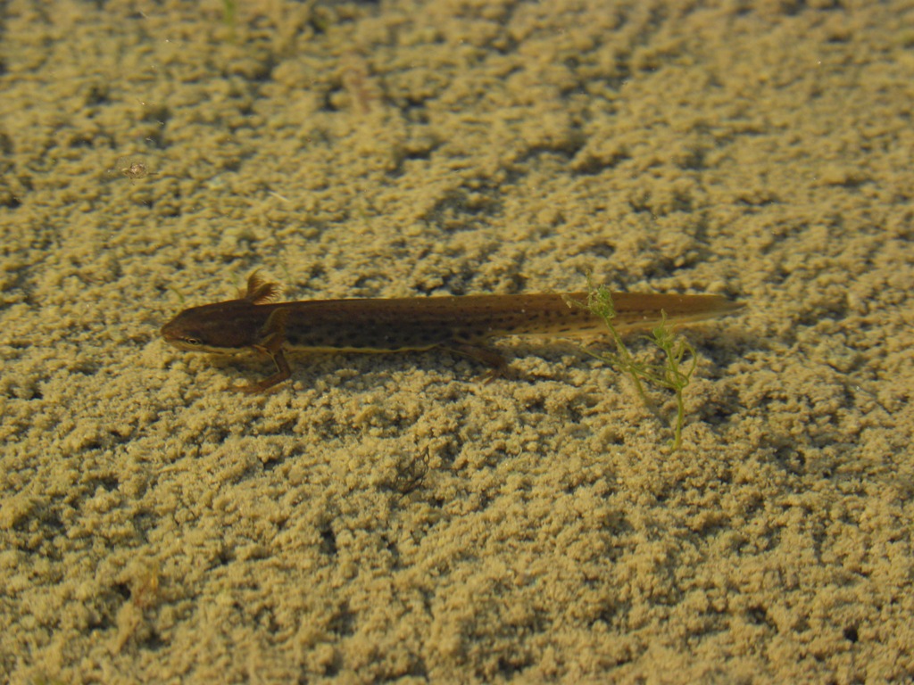 Lissotriton vulgaris meridionalis?