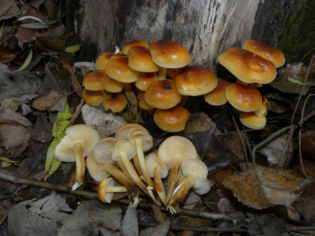 piccoli funghi cespitosi...