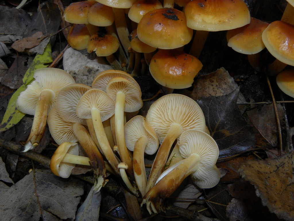 piccoli funghi cespitosi...