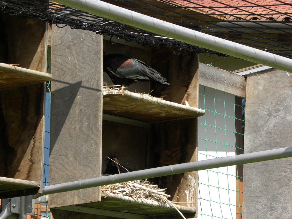 La strana storia degli Ibis Eremiti a LAquila