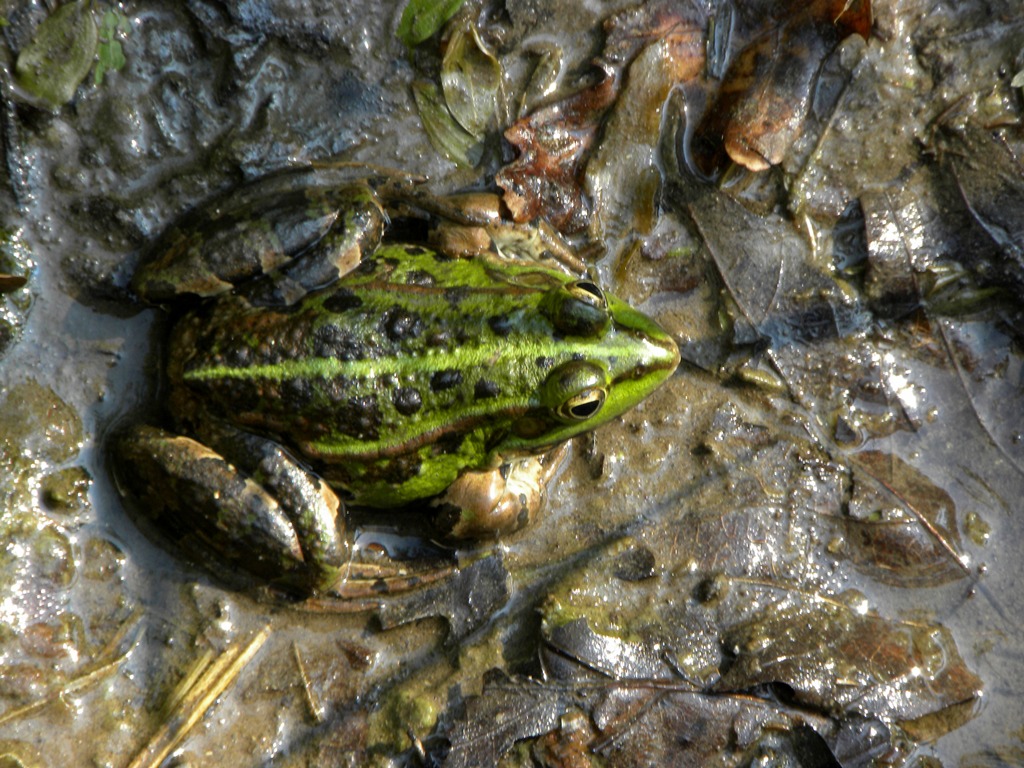 Ranocchia da identificare - Pelpohylax sp.