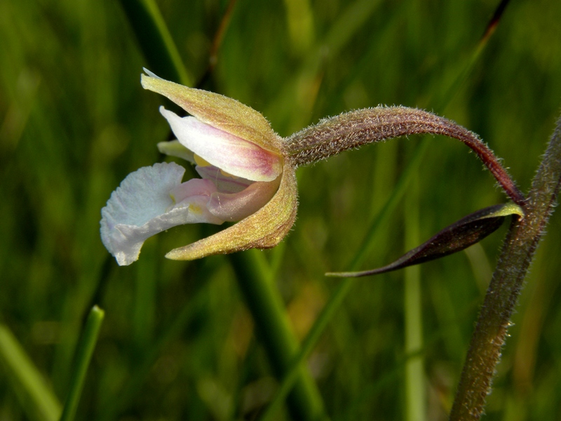 Epipactis palustris (L.) Crantz