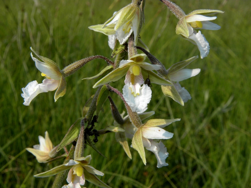 Epipactis palustris (L.) Crantz