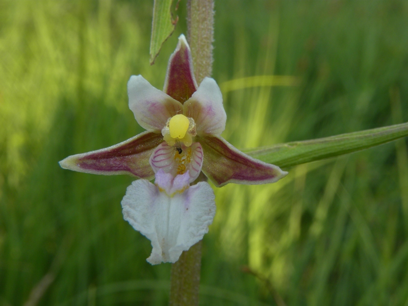 Epipactis palustris (L.) Crantz