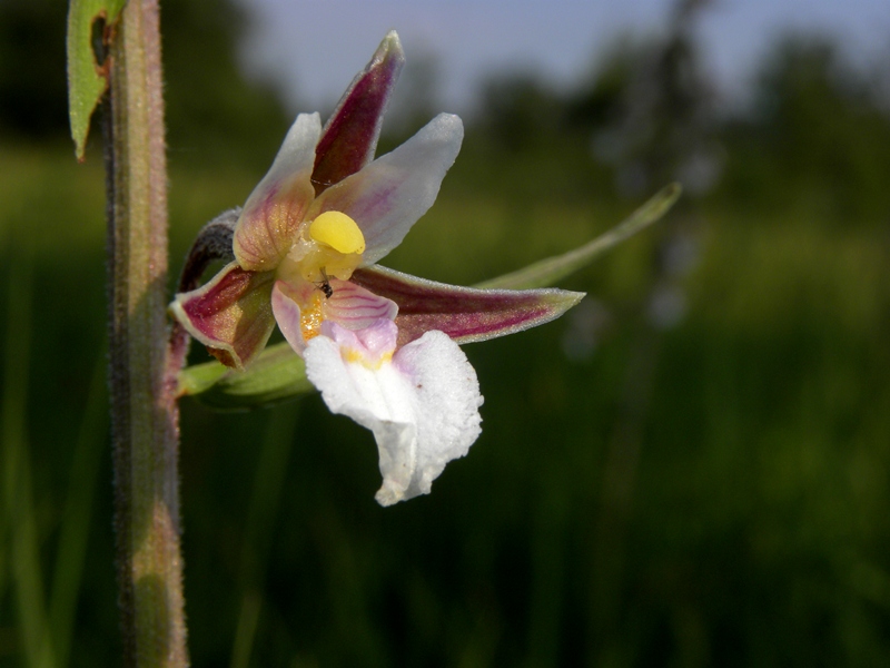 Epipactis palustris (L.) Crantz