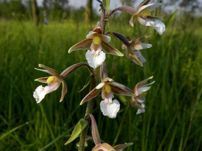 Epipactis palustris (L.) Crantz