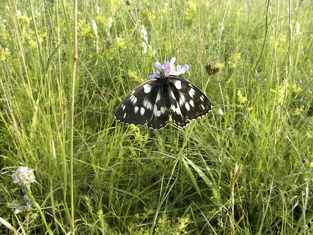 Malanargia galathea