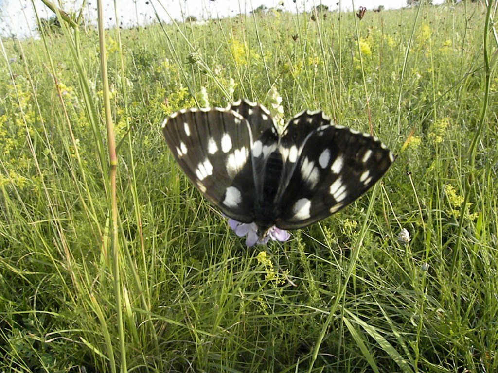 Malanargia galathea