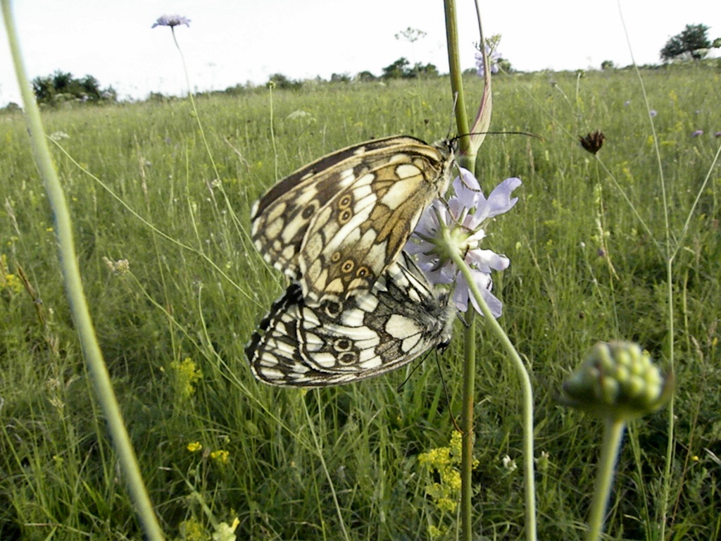 Malanargia galathea