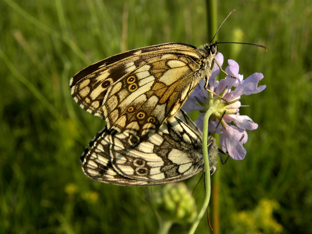 Malanargia galathea