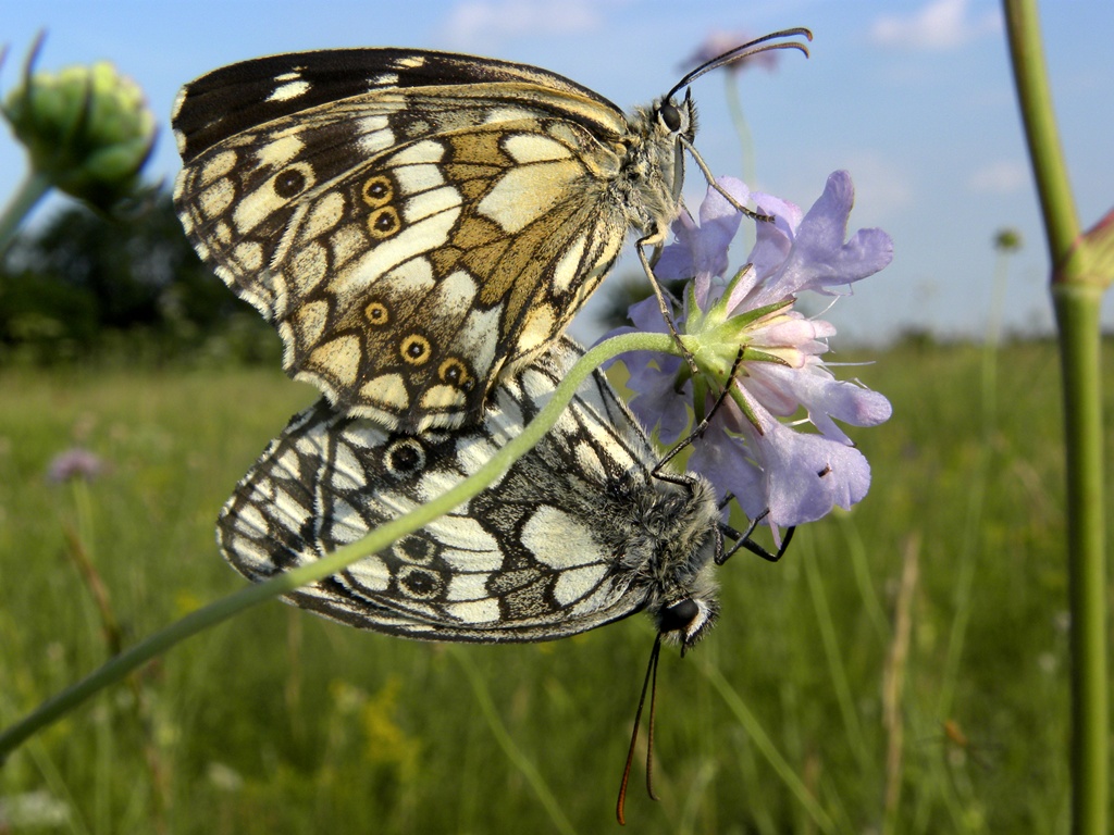 Malanargia galathea