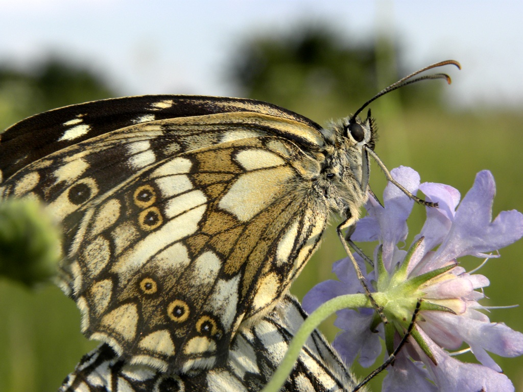 Malanargia galathea