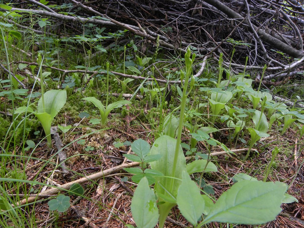 Orchidea? - Malaxis monophyllos