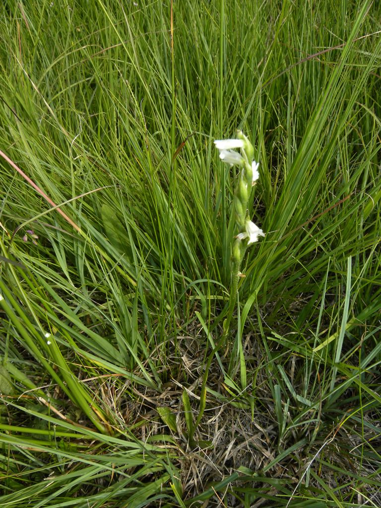 Spiranthes aestivalis / Viticcini estivi